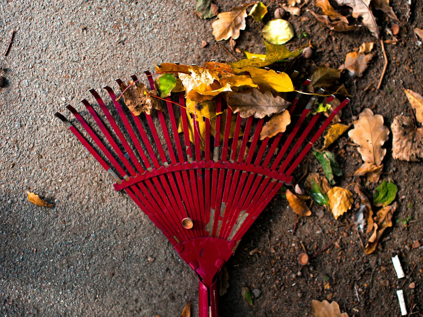 Rake clearing leaves and chips off a sidewalk after a stump grind.